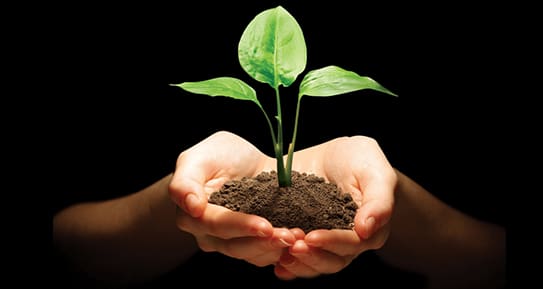 A person holding dirt and a plant in their hands.